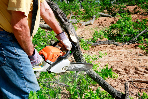 Best Stump Grinding Near Me  in Bryant, WA